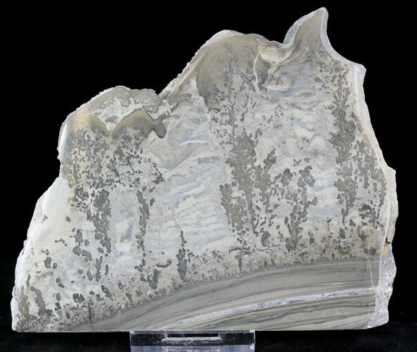 Triassic Aged Stromatolite Fossil - England #23230